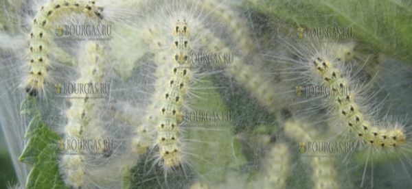 Бургас атакуют гусеницы американской белой бабочки
