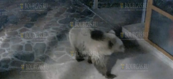 В Болгарии дикий медведь пришел в отель, чтобы принять ванну