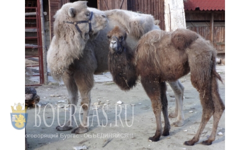 Болгария новости Варны — Пополнение в зоопарке Варны