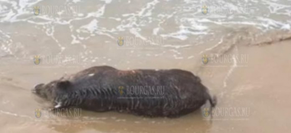 На пляже в районе Созополе море выбросило мертвого кабана