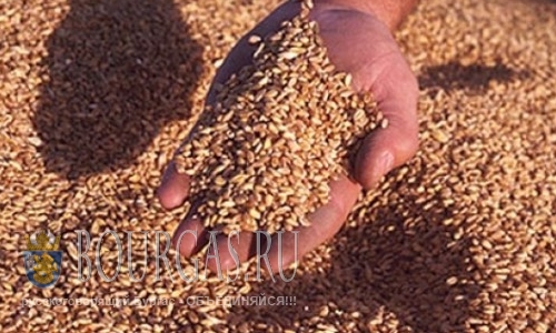 В этом году урожай пшеницы в Болгарии будет меньше, чем был год назад