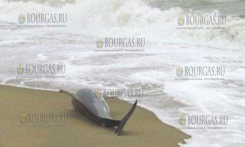 Мертвого дельфина выбросило на берег Черного моря в Болгарии