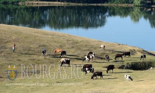 В селе Ягнило в Болгарии бык убил пастуха