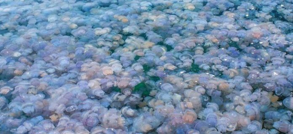 В Болгарии нашествие медуз