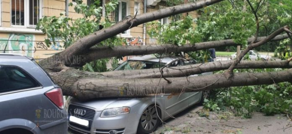 Вчера во время бури в Софии упали более 60 деревьев