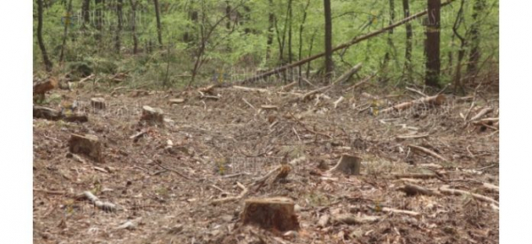 Более 200 кубометров древесины были задержаны лесными чиновниками РДГ-Бургас