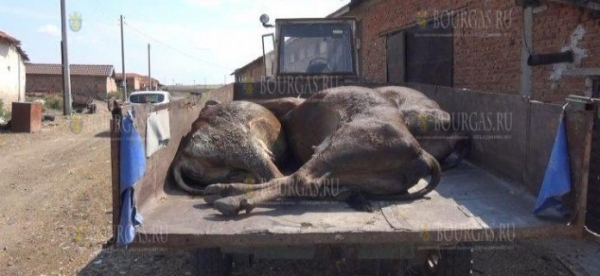 28 коров погибли в Болгарии после водопоя, который прошел на реке Марица