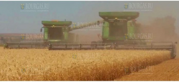 В Бургасе убрали зерновые