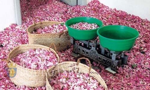 Розовое масло Болгарии — всё уходит на экспорт