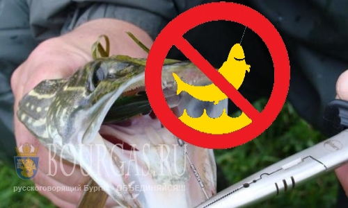 Лов щуки в реках и озерах Болгарии запрещен