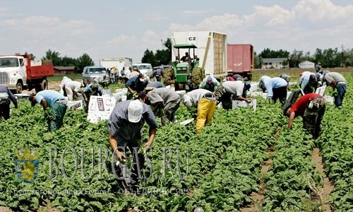 Фермеры в Болгарии сообщают о рекордно низкой урожайности зерновых