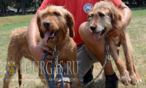 Налоговые органы в Болгарии продадут с аукциона более 70-ти породистых собак