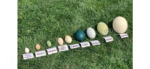 Бургасский зоопарк показал впечатляющую коллекцию яиц