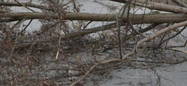 Буря повалила дерево на оживленной улице в Благоевграде