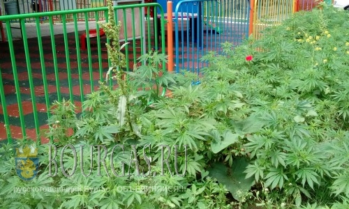 Полиция в Равде обнаружила плантацию конопли