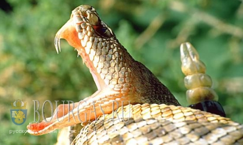 Первая жертва от укуса змеи в Южном Причерноморье Болгарии
