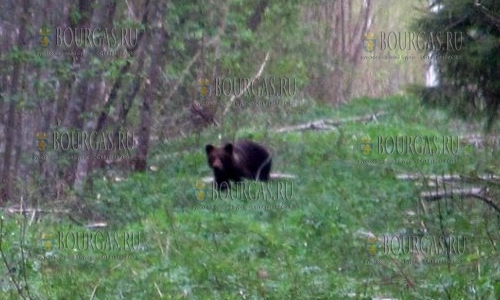 Медведи в Болгарии не только живут, но иногда и шалят