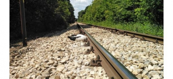 На железнодорожной линии Русе-Варна нашли двенадцать мертвых аистов