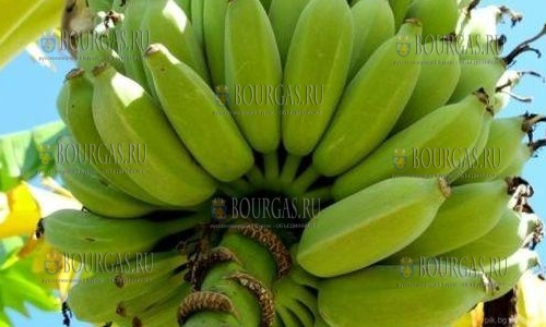 Чудо! Бананы в Болгарии растут и плодоносят