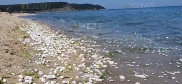 Пляжи на Южном побережье Черного моря в Болгарии оказались загрязнены пальмовым маслом