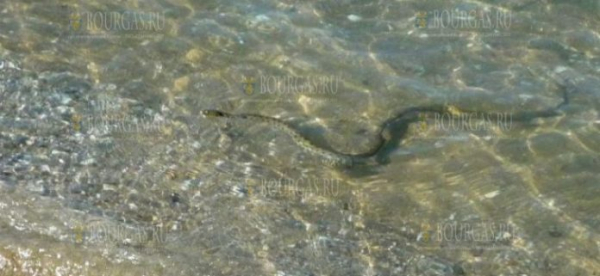 Змеи живут в море недалеко от Варны