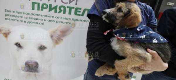 22 собаки перебрались из Болгарии в Германию