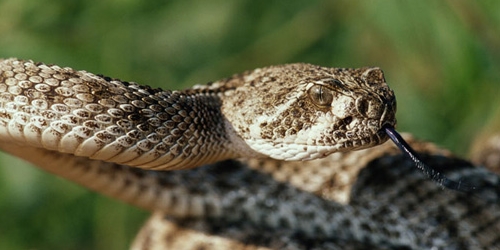 В Сандански, как и на всей территории Болгарии — обитают ядовитые змеи…