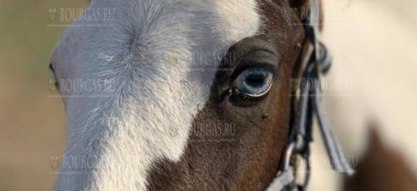Голубоглазая лошадь в зоопарке Бургаса будет носить имя болгарской царицы