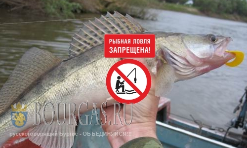 С 15 марта начинает действовать запрет на лов рыбы в Болгарии