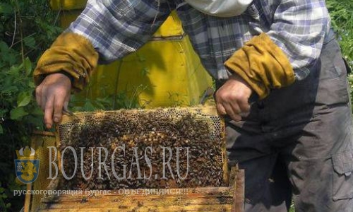В Болгарии химикаты убивают пчел
