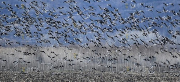 В Варне считают зимующих водоплавающих птиц