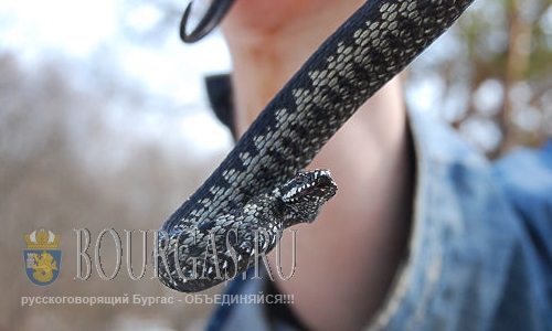 Змеи активизировались на Юго-Западе Болгарии
