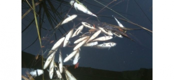 Мертвая рыба появилась в реке Тунджа