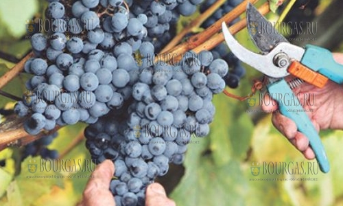 На Северо-Востоке Болгарии в этом году собирают очень качественный виноград