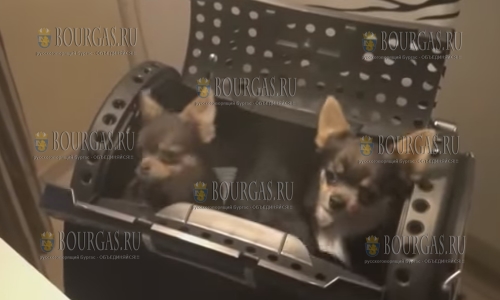 В одном из питомников в Бургасе украли 8 щенков