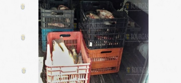 В Бургасе остановили микроавтобус с 200 килограммами незаконно выловленной рыбы