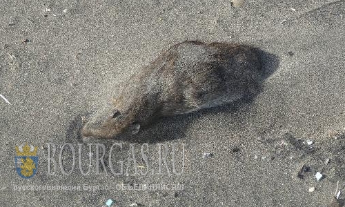 Мусор и мертвые крысы в воде у Южного пляжа Варны
