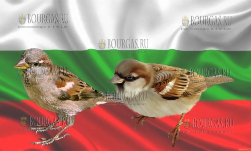 В Болгарии считают воробьев