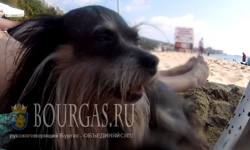 Бургас Болгария — создадут пляж для собак