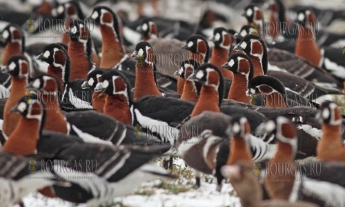 Необычайно большая популяция красногрудых гусей собралась на водоемах Болгарии