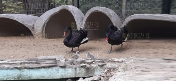 В Варненском зоопарке родились два «гадких» утенка