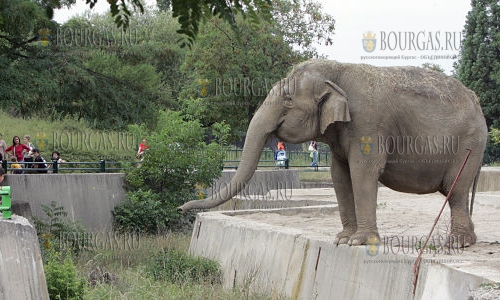 В зоопарке Софии появится еще один слон?