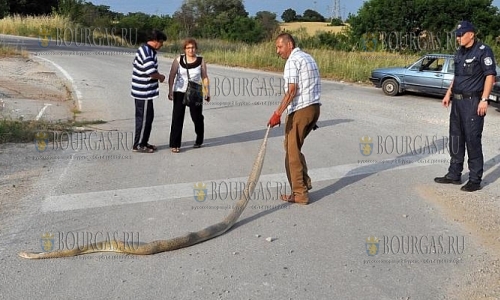 По дорогам Болгарии  путешествуют 3-метровые питоны