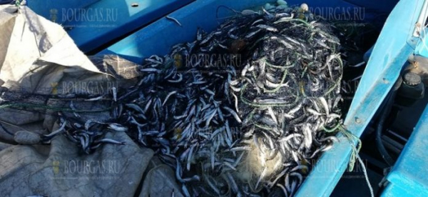 Сегодня в сети рыбаков в Болгарии идет хамса