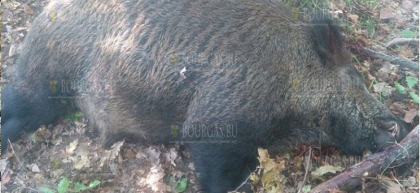 В Болгарии браконьеры убили нескольких беременных свиней