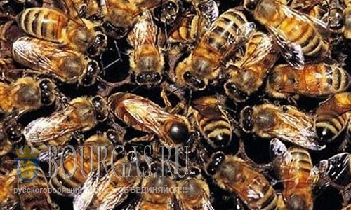 В Бургасе и регионе массово гибнут пчелы