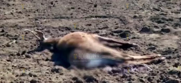 В Болгарии браконьеры убили двух оленей