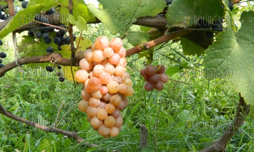 Белые сорта винограда в Болгарии очень востребованы в ЕС
