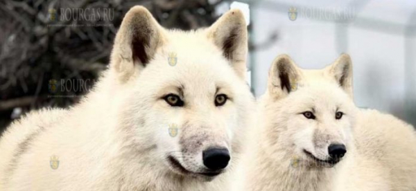 В зоопарке Бургаса отметили день рождения полярных волков