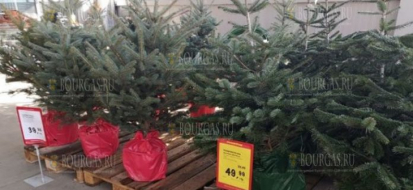 Живые елки класса люкс продаются в Бургасе